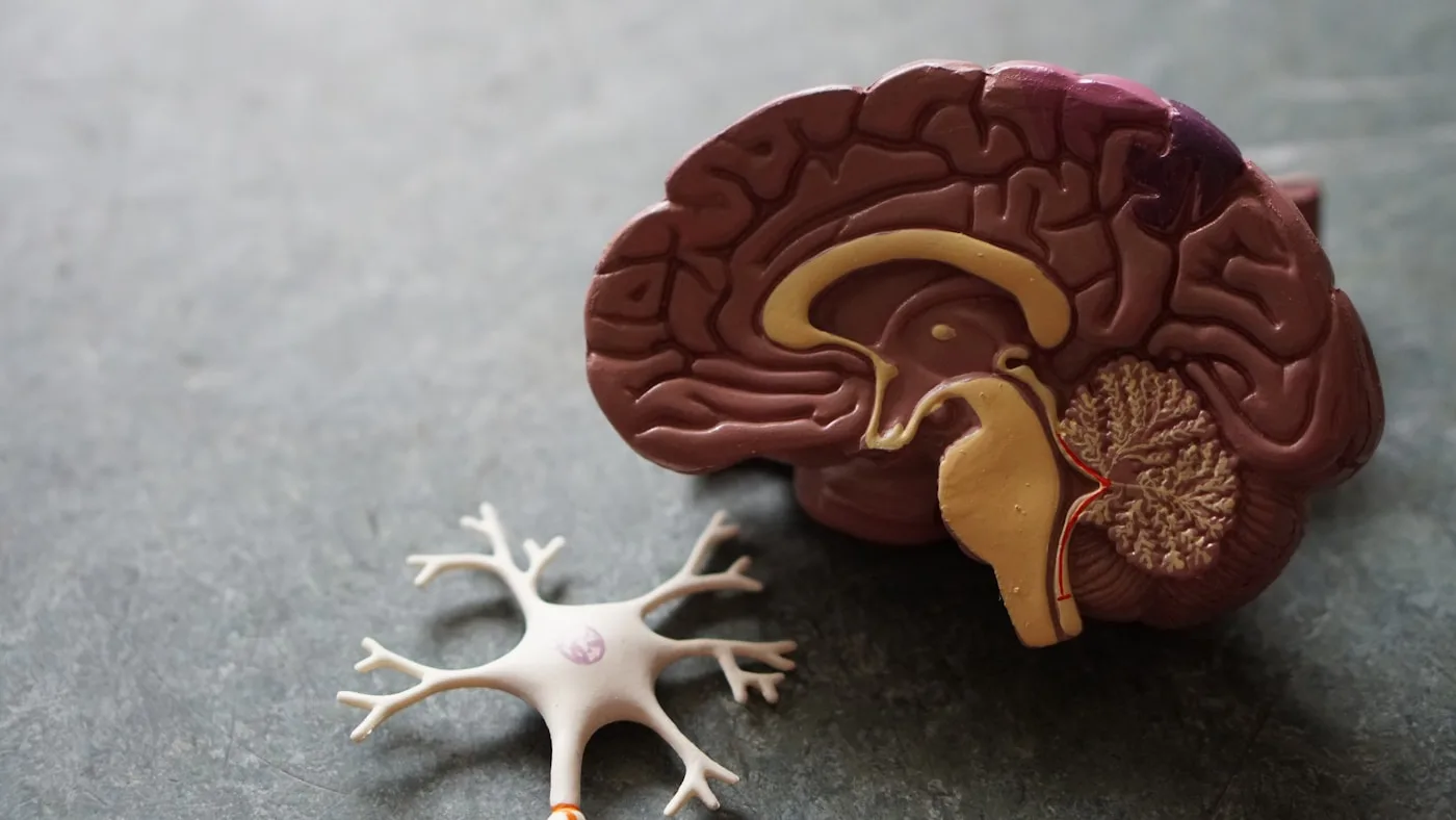 Representación científica de la red vascular y las conexiones neuronales